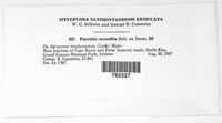 Puccinia recondita image